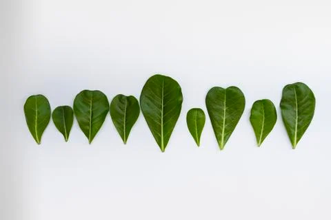 Adenium leafs layout on white background. Stock Photos