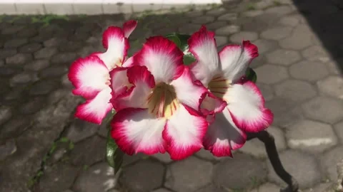 Adenium Obesum Stock Footage 226068603