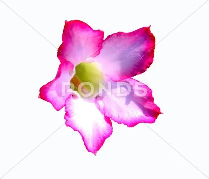 Adenium obesum Stock Photos