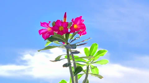 Adenium obesum tree, Video stock 55888842