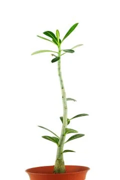 Adenium Stock Photos