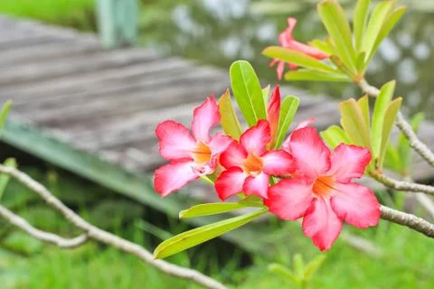 Adenium Stock Photos