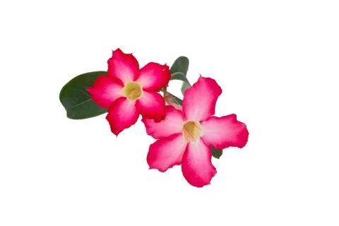 Adenium Stock Photos