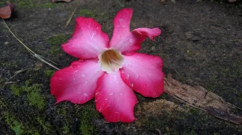 Adenium Stock Photos
