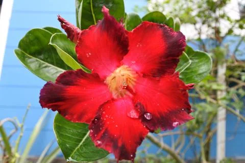 Adenium Stock Photos