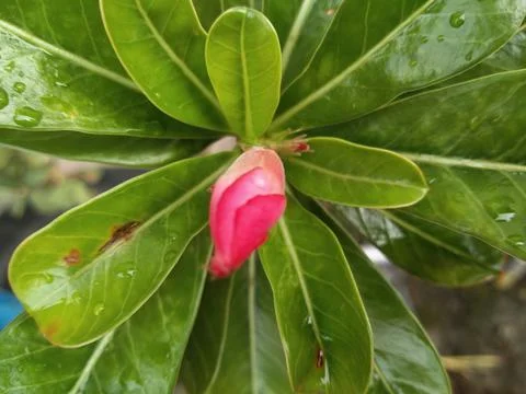 Adenium Stock-Fotos