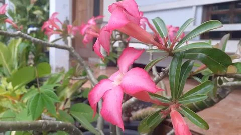 Adenium Stock Photos