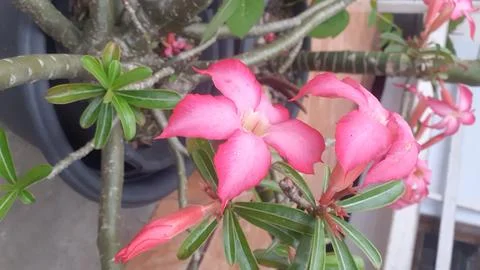Adenium Stock Photos