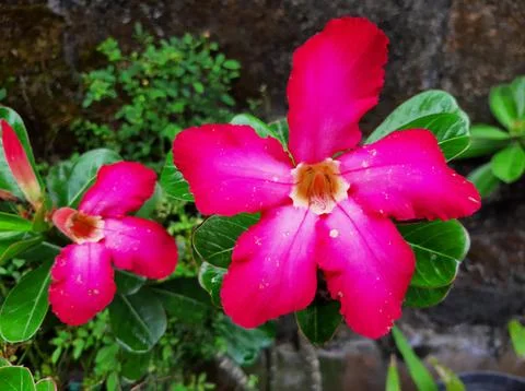 Adenium Stock Photos
