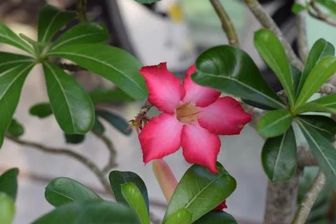 Adenium 스톡 사진