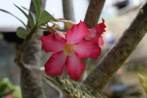 Adenium Stock Photos