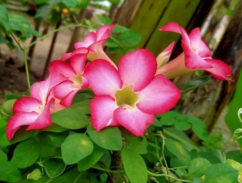 Adenium Stock Photos