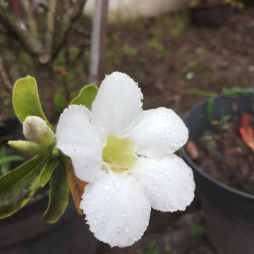 Adenium Stock-Fotos