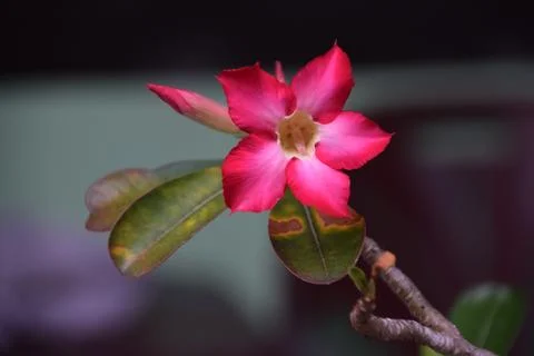 Adenium sp Stock Photos