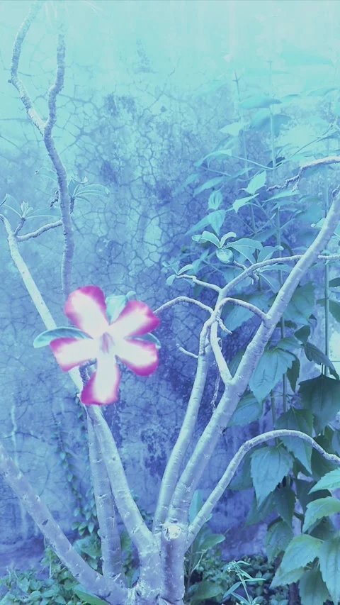 Adenium, Vertical  Winter Look Stock Footage 304145854