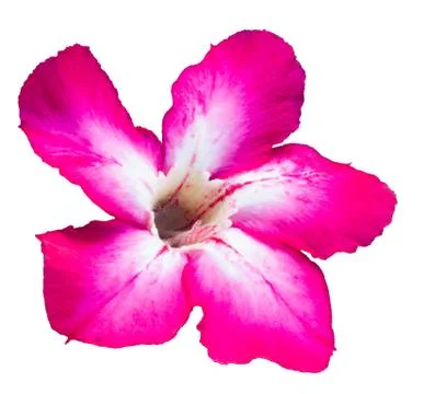 Adenium on a white background. Stock-Fotos