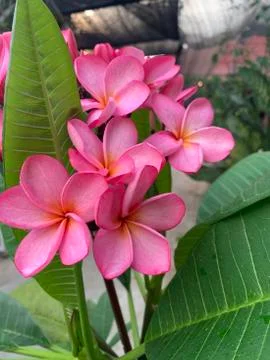 Adenium_2 Foto stock