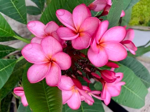 Adenium_3 Foto stock