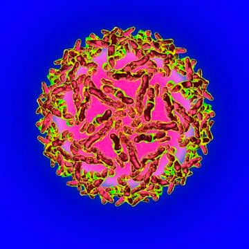 Adeno associated virus, artwork Stock Illustration