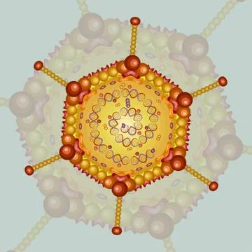 Adeno virus. Background. Eps 10. Stock Illustration