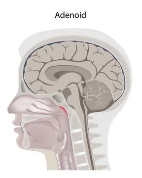 Adenoid location in the head Stock Illustration