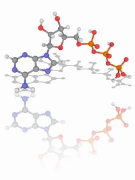 Adenosine triphosphate (ATP) molecule Stock Illustration