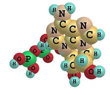 Adenosine triphosphate (ATP) molecule isolated on white Stock Illustration