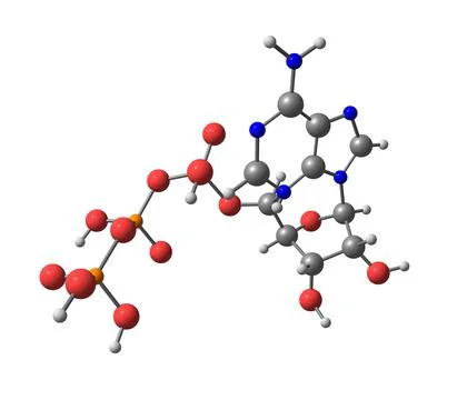 Adenosine triphosphate (ATP) molecule isolated on white Stock Illustration