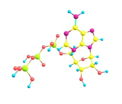 Adenosine triphosphate (ATP) molecule isolated on white Stock Illustration