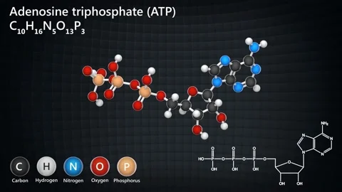 Adenosine triphosphate. ATP. Seamless loop. Stock Footage 154734472