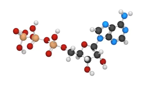 Adenosine triphosphate. ATP. Seamless loop. White background Stock Footage 154734485