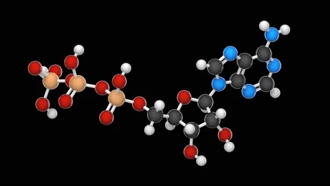 Adenosine triphosphate. ATP. Seamless loop. Stock Footage 154734489