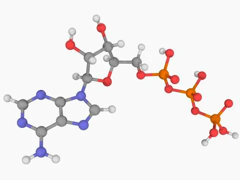 Adenosine triphosphate molecule Stock Illustration