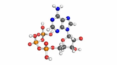 Adenosine triposphate molecule, rotating ball and stick model 스톡 동영상 24603875