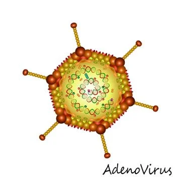 Adenovirus particle structure isolated Stock Illustration