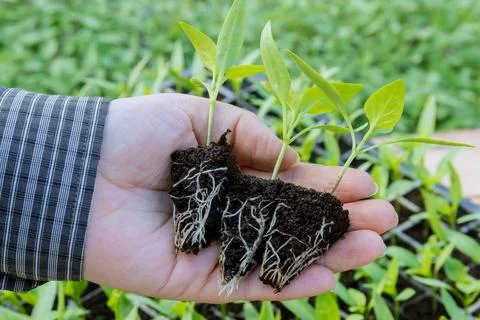 Adequate root development in seedlings contributes to their resilience. Stock Photos