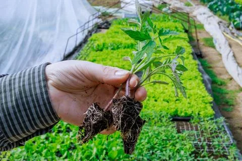 Adequate root development in seedlings contributes to their resilience. Foto stock
