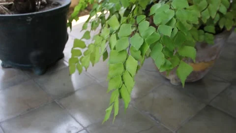 Adiantum plant Stock Footage 206227034