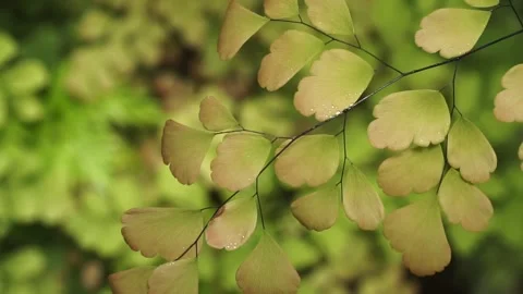 Adiantum plants Stock Footage 299679288