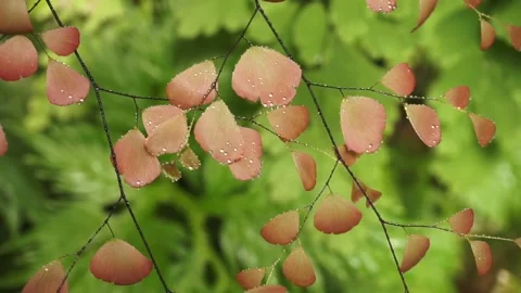 Adiantum plants Stock Footage 299679422