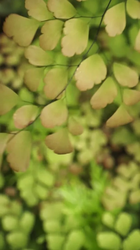 Adiantum plants Stock Footage 299679474