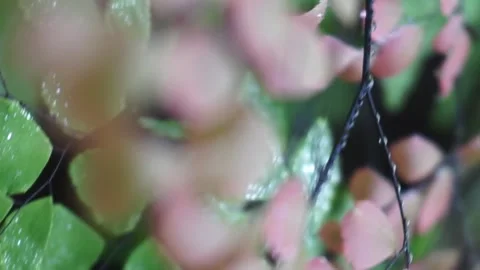 Adiantum plants Stock Footage 299679645