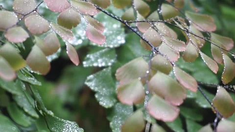 Adiantum plants Stock Footage 299679842