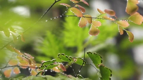 Adiantum plants Stock Footage 299679936