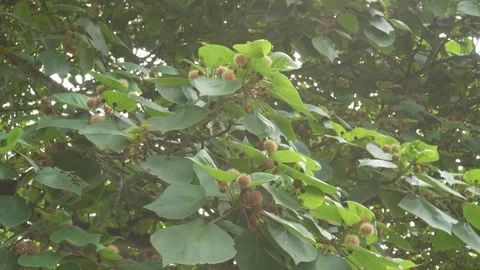 Adina cordifolia Tree Stock-Footage 336683406