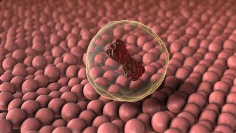 Adipose Fat Cells Inside Human Body Structure Stock Illustration