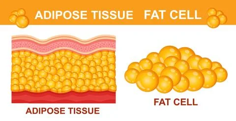 Adipose tissue fat cell human body skin layer anatomy, cellulite, health weight イラスト素材