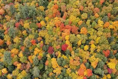 Adirondack Fall Foliage Top-down View Stock Photos