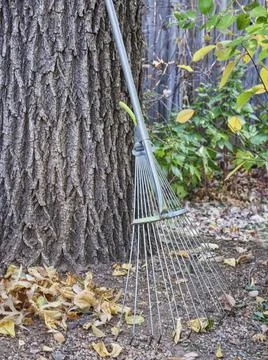 Adjustable garden leaf rake Stock Photos