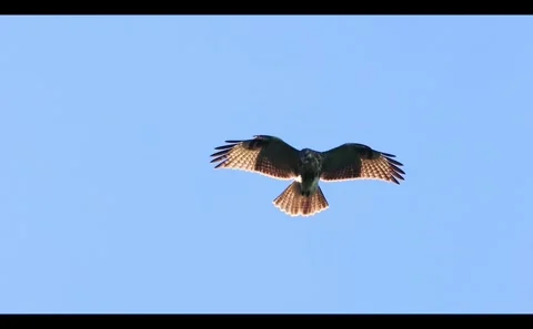 Adjusting Its Wings to Hover: A Buzzard Stock Footage 333184166